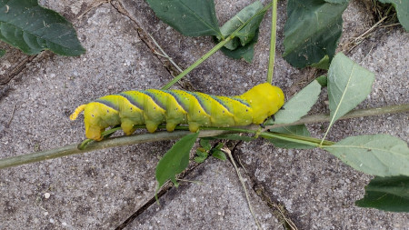 housenka Lišaje šeříkového